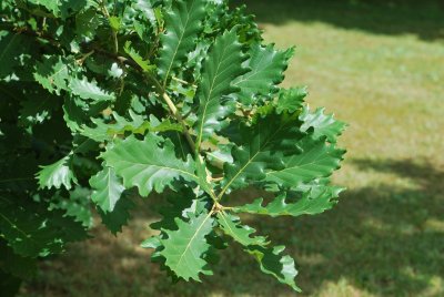 Quercus macranthera - dub velkokvětý - větévka s listy